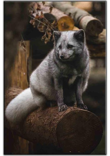 Odunun Üstündeki Gümüş Tilki Kanvas Tablo