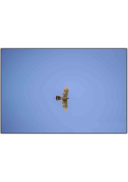 Gökte Uçan Kartal Kanvas Tablo