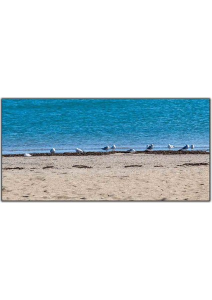 Deniz Kenarındaki Güvercinler Kanvas Tablo