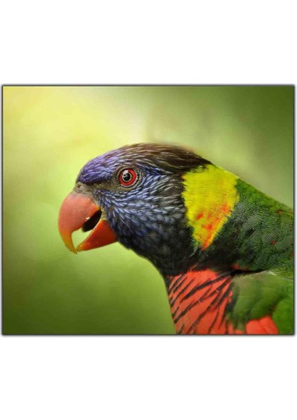 Kırmızı Gözlü Papağan Kanvas Tablo