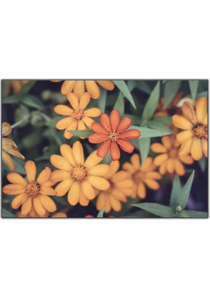 Sarı Papatyalar Kanvas Tablo