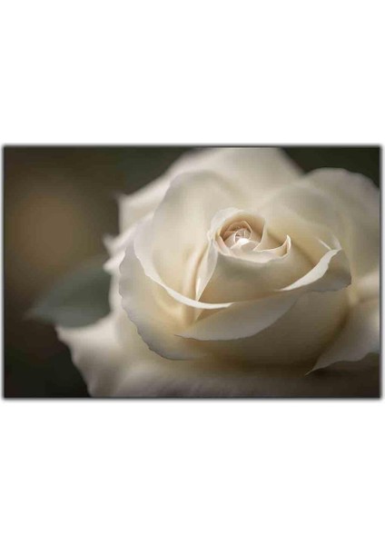 Beyaz Gül Kanvas Tablo