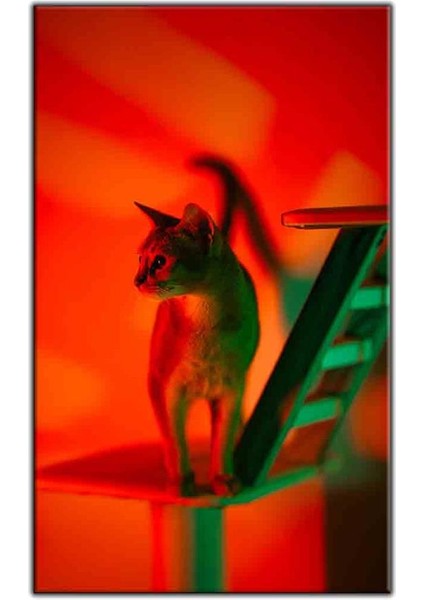 Kırmızı Işığın Altındaki Tekir Kedi Kanvas Tablo