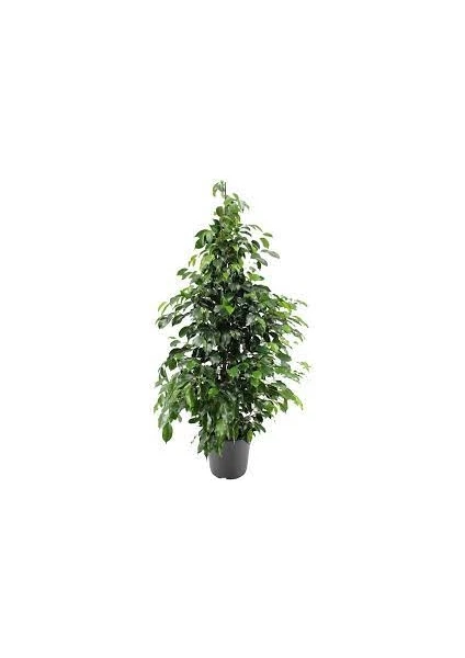 The Best Online Ficus Benjamin Yeşil