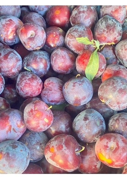 - Anjelika Erik Kurusu modelleri