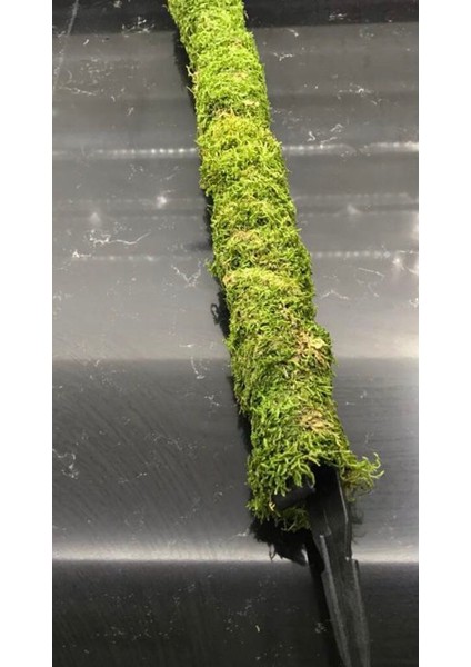 Bitki Destek Çubuğu 200 cm (Yosun Sopası) fiyatları