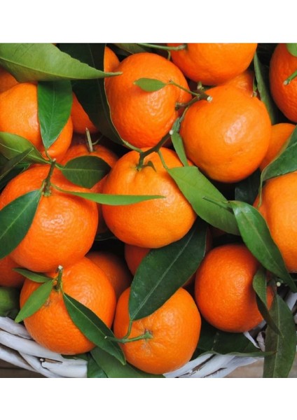 ( 3 Adet ) Tüplü Yediveren Mandalina Fidanı 3 Yaş