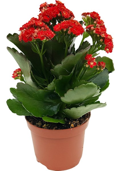 Thebestonline Kalanşo Çiçeği, Kalanchoe Çiçeği, 15-25 Cm, 2 Adet