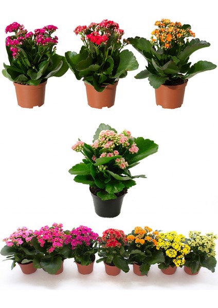 Thebestonline Kalanşo Çiçeği, Kalanchoe Çiçeği, 15-25 Cm, 2 Adet