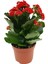 Thebestonline Kalanşo Çiçeği, Kalanchoe Çiçeği, 15-25 Cm, 2 Adet 1