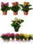 Thebestonline Kalanşo Çiçeği, Kalanchoe Çiçeği, 15-25 Cm, 2 Adet 2