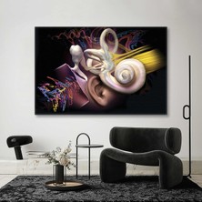SML Tablo Kulak Anatomisi Ear Duyma Kulak Burun Boğaz Ent Kanvas Tablo