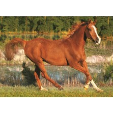 Trefl The Beauty Of Gallop 500 Parça Puzzle