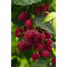 Bahçevilya Yediveren Ahududu Fidanı[rubus Idaeus]tüplü