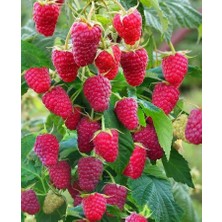 Bahçevilya Yediveren Ahududu Fidanı[rubus Idaeus]tüplü
