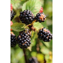 Bahçevilya Yediveren Böğürtlen Fidanı (Rubus Fruticosus) Tüplü