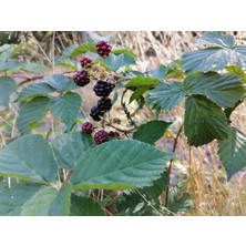 Bahçevilya Yediveren Böğürtlen Fidanı (Rubus Fruticosus) Tüplü