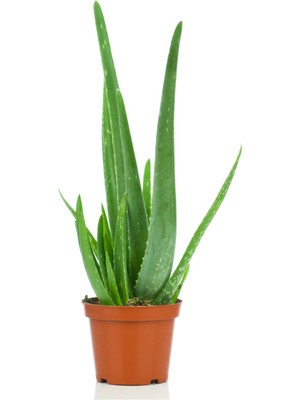 The Best Online Aloe Vera, Tıbbi Sarı Sabır, Küçük Boy, 2 Adet