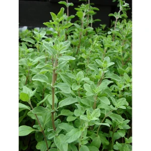 The Best Online Origanum Onites Izmir Kekiği, Bilyalı Kekik, Saksıda, 5 Adet
