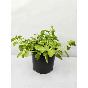 The Best Online Küba Kekiği Fidanı, Saksıda, 5-15 Cm, 1 Adet