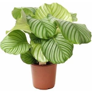 The Best Online Calathea Orbifolia ( Kalatya ) , Saksıda