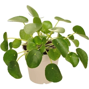The Best Online Saksıda Pilea Peperomioides Şans Çiçeği, 2 Adet