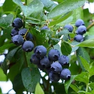Yaban Mersini Meyve Fidanı[ Vaccinium Myrtillus]