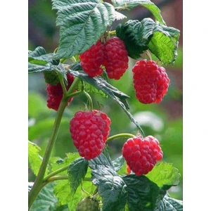 Yediveren Ahududu Fidanı[rubus Idaeus]tüplü