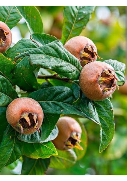 Muşmula (Döngel) Fidanı 2 Yaşında Tüplü Boyu 90-120CM
