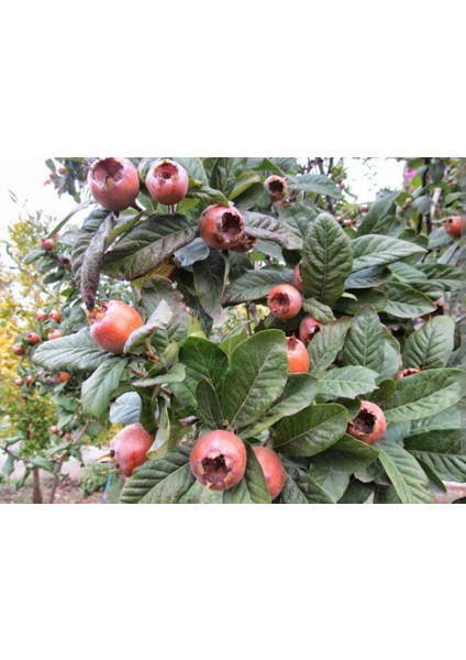 Muşmula (Döngel) Fidanı 2 Yaşında Tüplü Boyu 90-120CM
