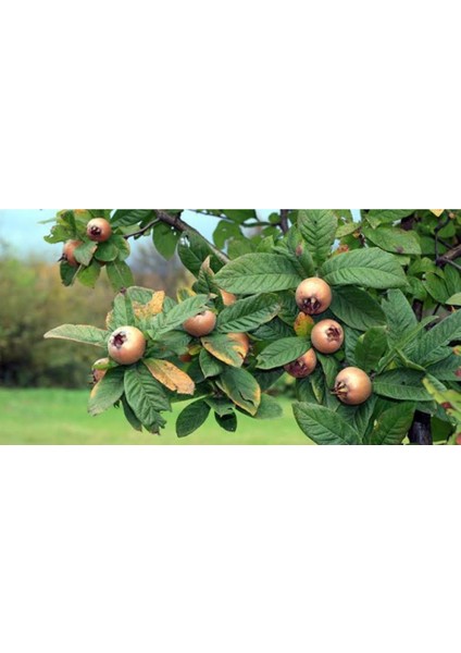 Muşmula (Döngel) Fidanı 2 Yaşında Tüplü Boyu 90-120CM