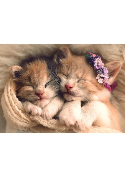 Sleeping Kittens 500 Parça Puzzle