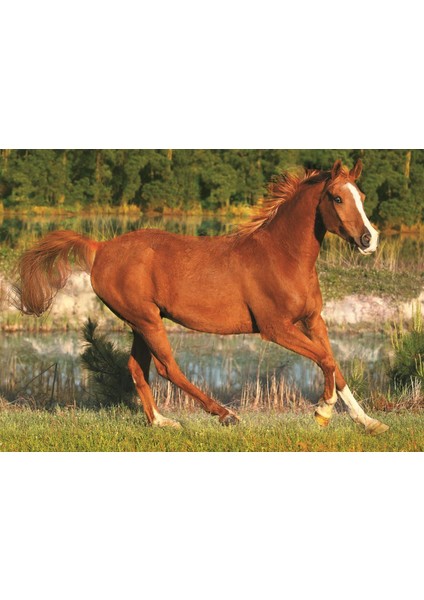 The Beauty Of Gallop 500 Parça Puzzle