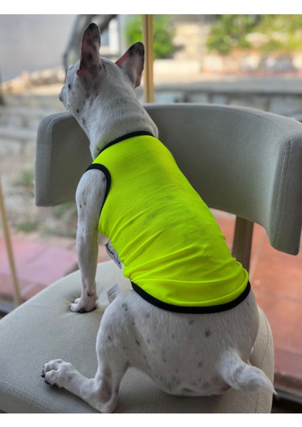 Bambo Pet Store Neon Sarı File T Shirt