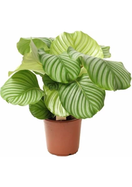 The Best Online Calathea Orbifolia ( Kalatya ) , Saksıda