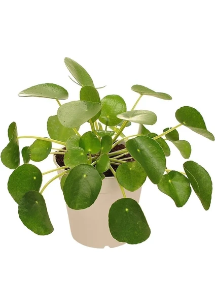 The Best Online Saksıda Pilea Peperomioides Şans Çiçeği, 2 Adet