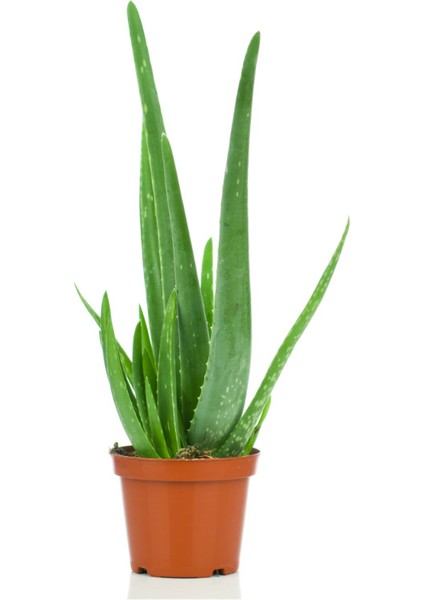 Aloe Vera, Tıbbi Sarı Sabır, Büyük Boy, 2 Adet