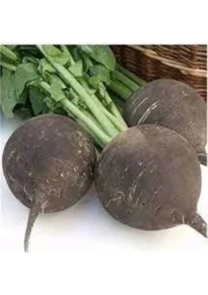Siyah Turp Tohumu 10GR
