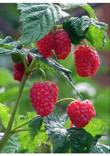 Yediveren Ahududu Fidanı[rubus Idaeus]tüplü