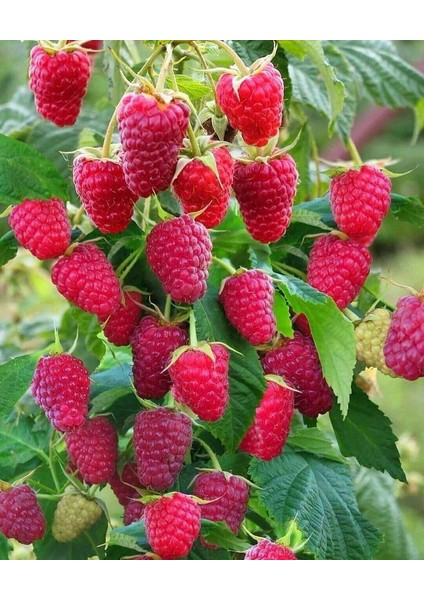 Yediveren Ahududu Fidanı[rubus Idaeus]tüplü