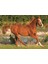 The Beauty Of Gallop 500 Parça Puzzle 2