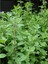 Origanum Onites Izmir Kekiği, Bilyalı Kekik, Saksıda, 5 Adet 1