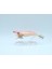 3017 Kalamar Zokası 10CM Wanted Uv Squid Size 2.5 1