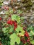 Kımızı Meyveli Frenk Üzümü Fidanı [ribes] 1