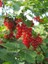 Kımızı Meyveli Frenk Üzümü Fidanı [ribes] 3