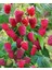 Yediveren Ahududu Fidanı[rubus Idaeus]tüplü 4