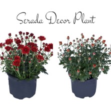 Serada Decor Plant Kasımpatı Kırmızı-Turuncu 2 Adet SET7SAKSIDAKRIZANTEM(CHRYSANTHEMUM)ÇIÇEKLI Bitki