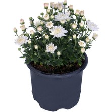 Bitkim Sende Serada Decor Plant  Kasımpatı Saksı’da (Chrysanthemum) Beyaz Renk Krizentem Çiçeği