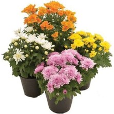 Bitkim Sende Serada Decor Plant  Kasımpatı Set Saksı’da (Chrysanthemum) 4 Adet  Pembe Sarı Turuncu Beyaz