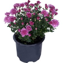 Bitkim Sende Serada Decor Plant  Kasımpatı Set Saksı’da (Chrysanthemum) 4 Adet  Pembe Sarı Turuncu Beyaz